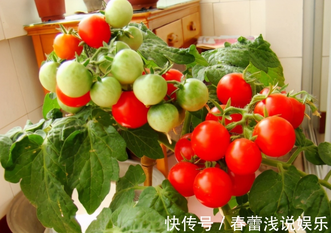 想在阳台盆栽西红柿,这些“窍门”要知道,自己种的口感更好