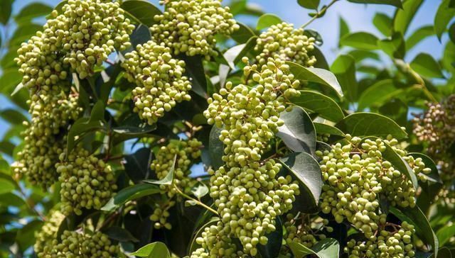 肝肾|此物滋养肝肾、充盛精血，退阴虚之火，生发黑发、明目，平血之压