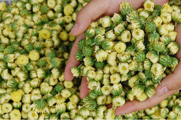 菊花|枸杞和此物一起泡，早晨空腹来一杯，排出湿气，想不瘦都难