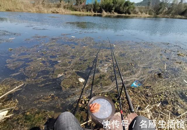 野钓|立秋过后如何钓大鱼？打重窝前要三思，否则窝料全喂了鱼