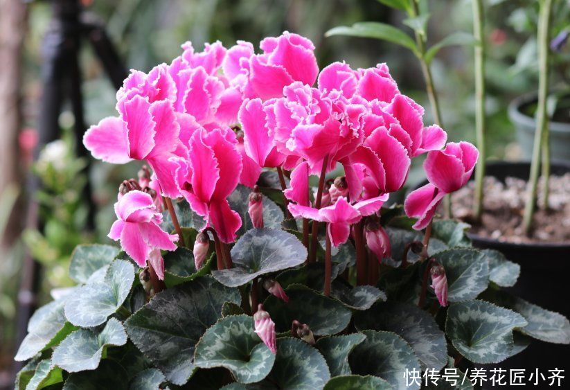 夏季|家中养着7种花，夏季不能换盆，换盆容易死掉，新手记牢了