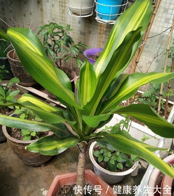 9种大型绿植,耐阴怕晒,放在室内养得好!9种大型绿植,耐阴怕晒,放在室内养得好!