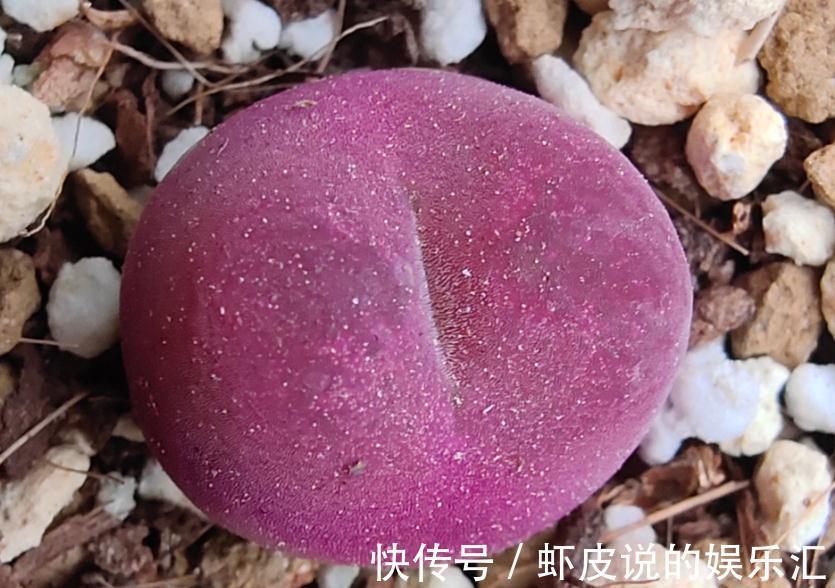 多肉植物拼盆危害很大,不了解它们就拼盆,来看看拼盆会怎么样