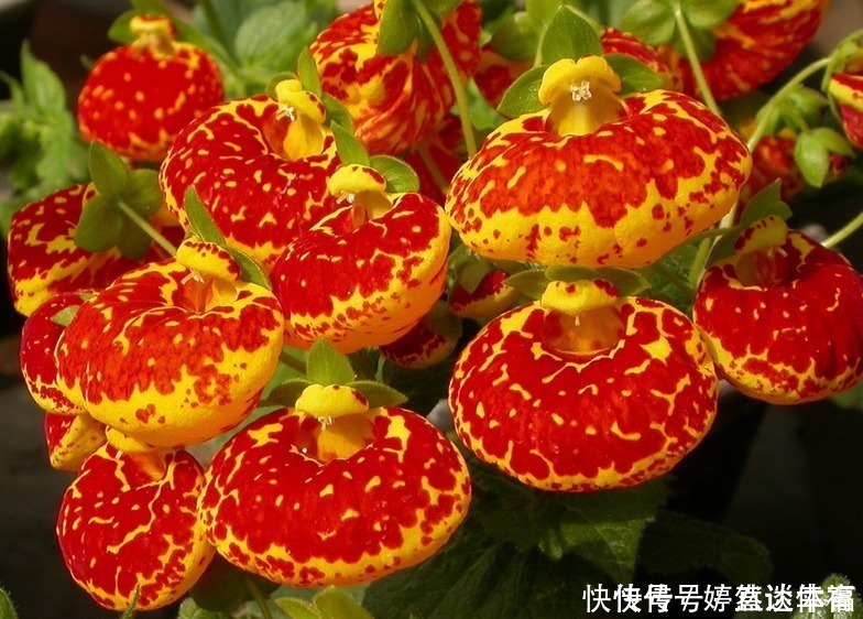 蒲包花|此花花形独特,一眼望去犹如一个个鼓鼓的钱包,寓意着富贵与富有