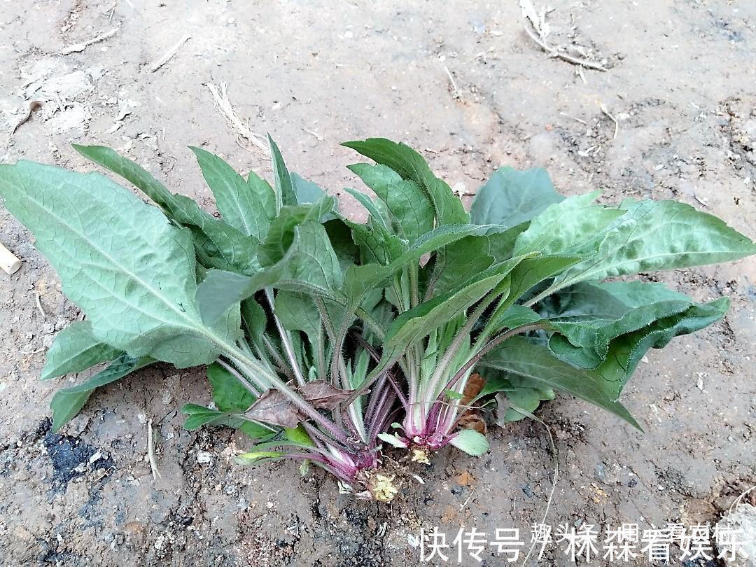 野菜|好难吃!怎么看都不像是野菜,一盘卖几十元,不知道哪里来的自信