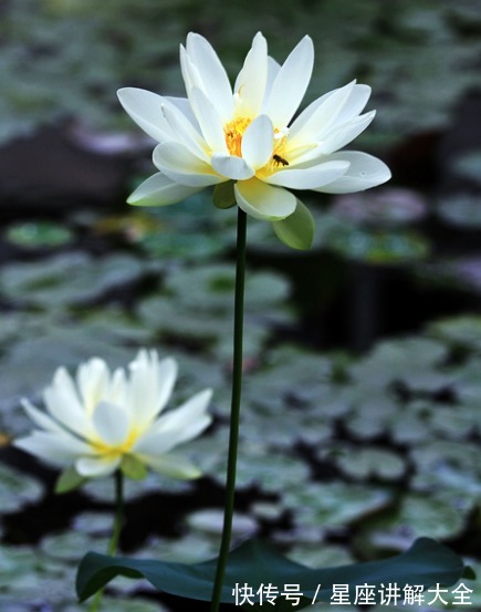 桃花朵朵|7月份开始，4属相事业大旺，财运滚滚，桃花朵朵，顺风顺水