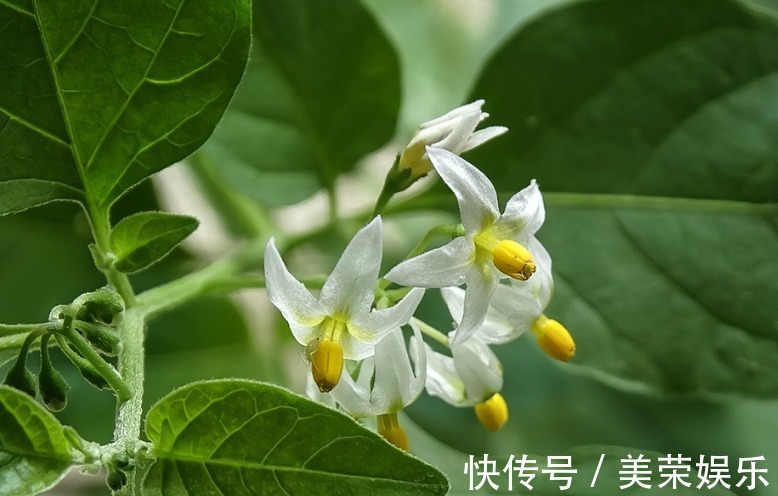 福气|命中有福，生的孩子儿俊女靓，郎才女貌，福泽子孙的3大生肖女