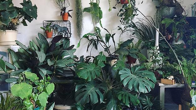 浇灌|淘米水浇花甭大意、随便!学会正确用法,养花才能盆盆长得旺