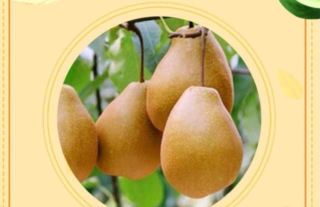 莲藕|进入秋季,这几类食物要多给孩子吃,防止娃肺燥导致咳嗽