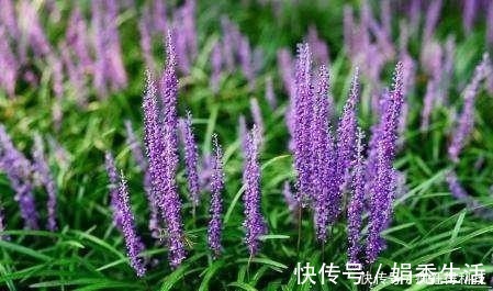 这3种花不开花像野草,很多人都以为是野韭菜,开花后令人惊喜