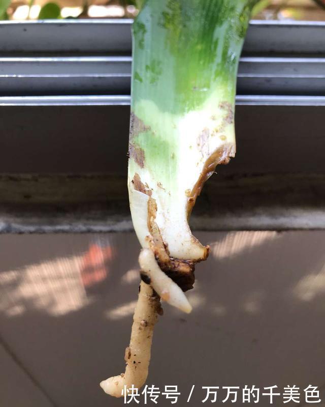 高手|高手养君子兰,1片叶子长1株,蘸点它2周窜白根,3年养200棵