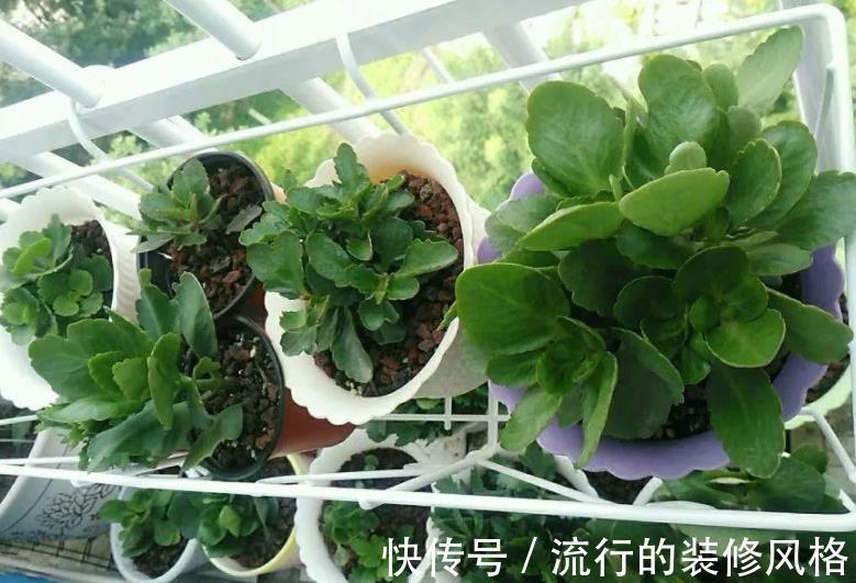 水溶肥|天热养长寿花，盆栽慎重这4点，不黑腐不化水，9月呼呼开花