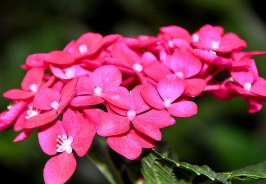 4款花超好养,一年三季开花,对待新手超友好,美极了