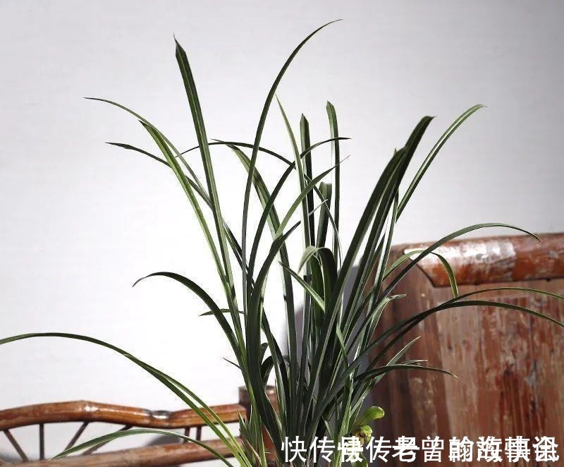 天价|曾经天价的8种兰花，如今跌落神坛，普通人也买得起