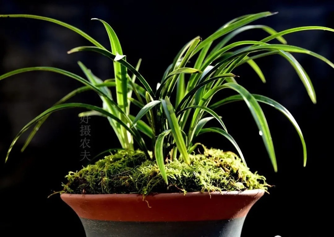 老苗|如何把春兰叶片养矮壮?磷酸二氢钾的另类用法,兰友们可以试试