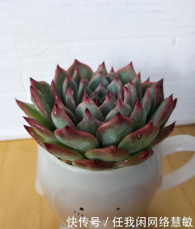 养了三年，多肉终于给点颜色瞧瞧了