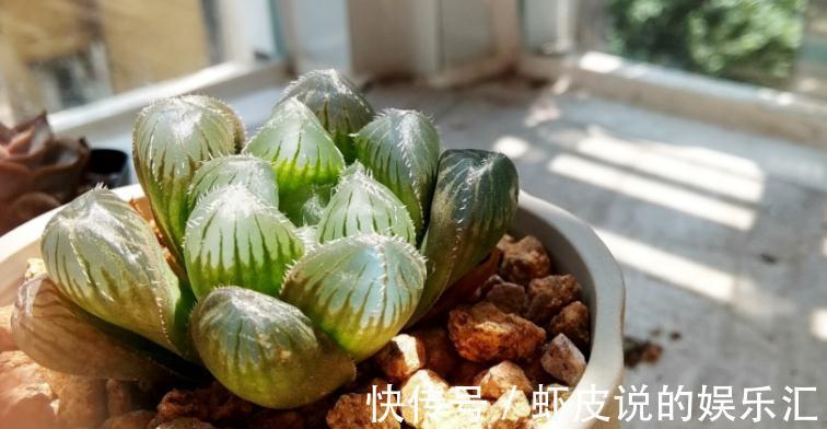 该怎么帮助“新买”的多肉服盆?10年经验的花友:搞定3点“OK”