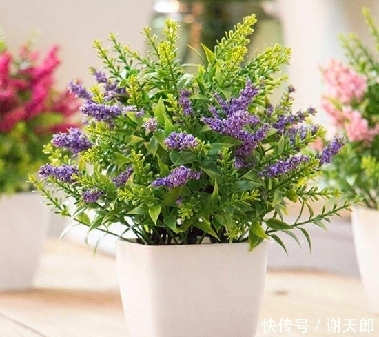 亏了|紫色开始流行,紫色花也超美,几种专门的紫色花不养就亏了