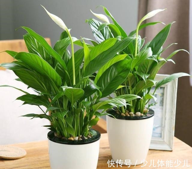 红掌、粉掌和白掌有什么区别学会了才能养护好!