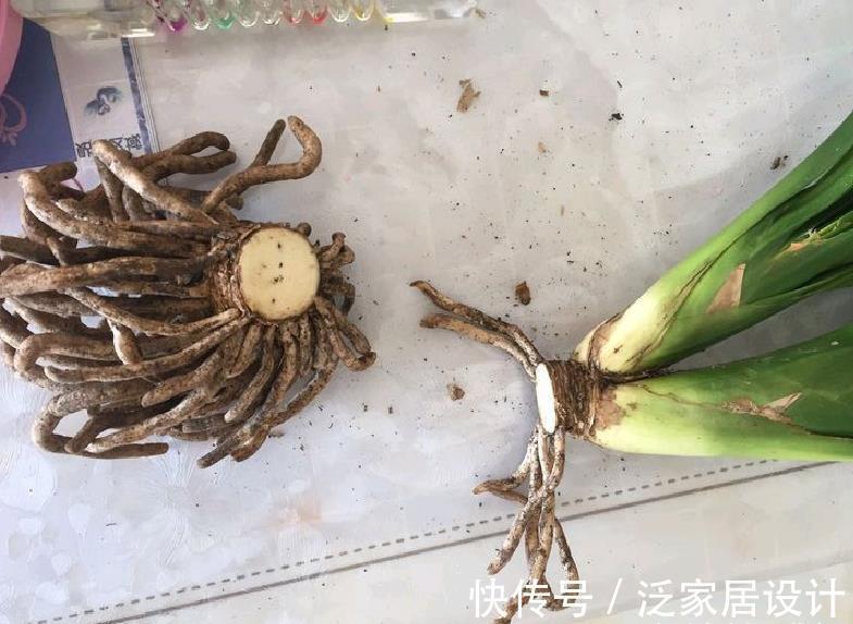 廿六|9月养君子兰,3件小事来助力,做到位根壮叶肥,一盆窜10枝花