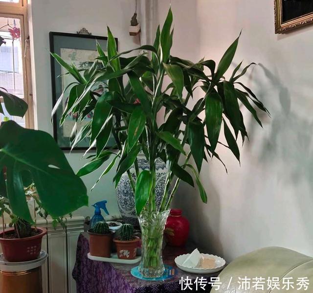 富贵竹|旺财旺运的5种盆栽,好看好养,放家里一盆不吃亏