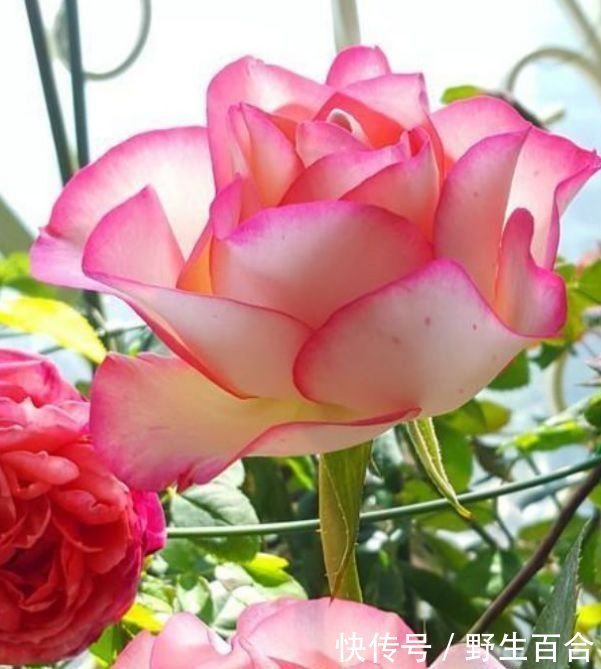 养花就养这几款,全年开花不停,四季有花开,花香四溢飘满屋