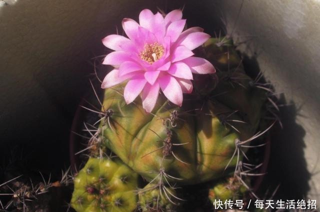 修根的多肉栽种时，可千万别这么做！