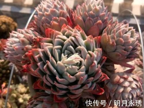 阳台党|这6款多肉被花友捧得很高，其实并不适合阳台党，尤其是最后两种