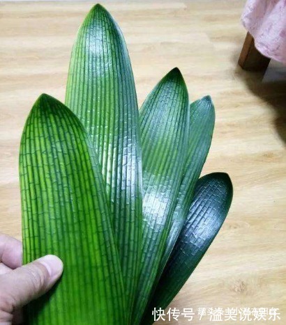 啤酒|君子兰用啤酒擦叶，要注意“一点”，叶更绿更亮，花更大更艳！