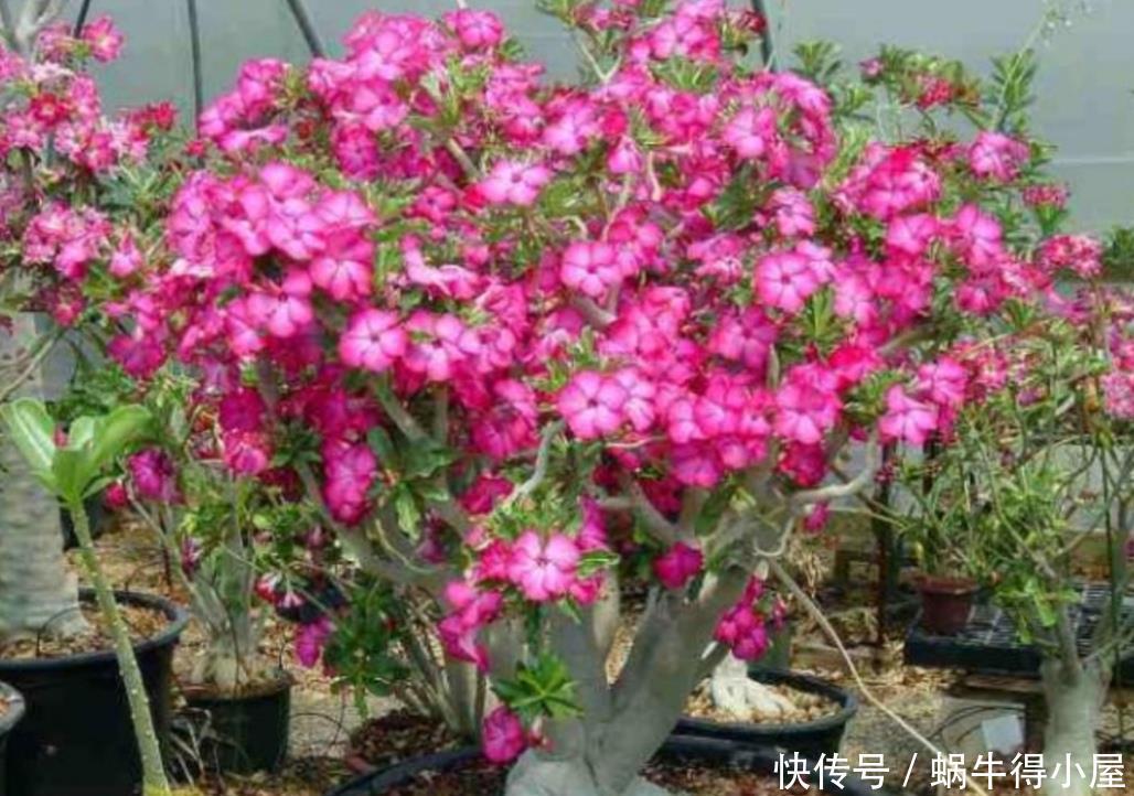 家里养8种耐旱花，不用经常去浇水，也能开花满盆