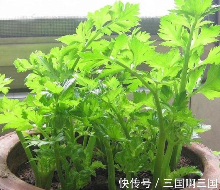 4种“小菜根”,吃完不要扔,埋在花盆里,半个月又长出新蔬菜