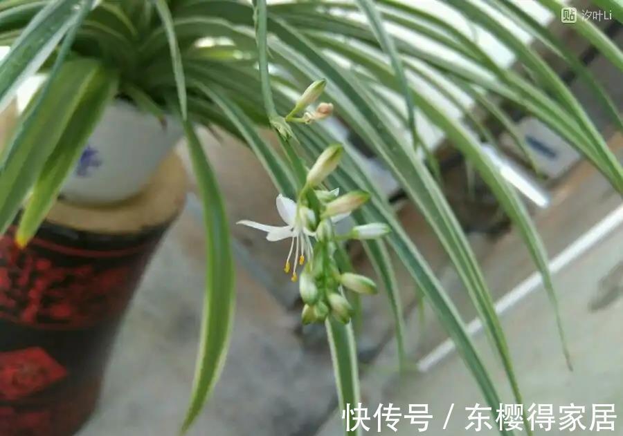 紫茉莉|秋天养金边吊兰，做好两件小事，更加肥壮旺盛，大不一样