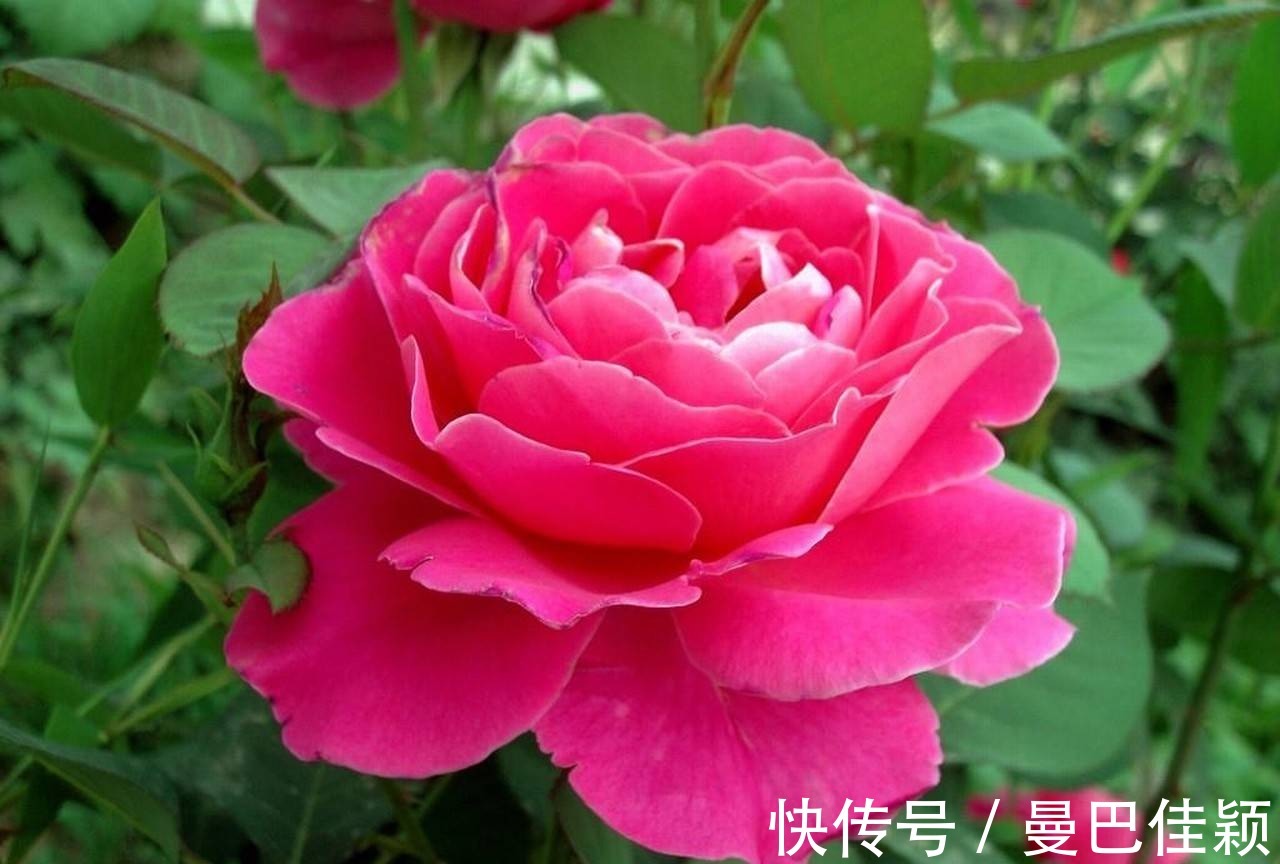 光照|3种“向阳花”喜欢晒太阳，光照不足，劝你不要养！越养越差劲！