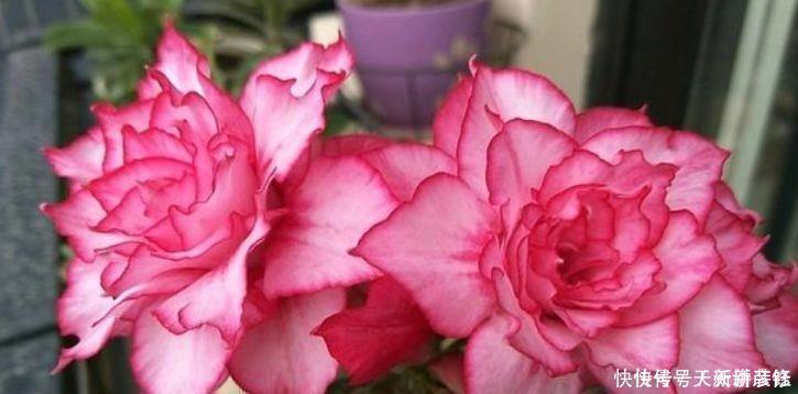 马蹄莲|家养5种花，开花爆盆花期长，花大色艳真漂亮，谁养谁上瘾