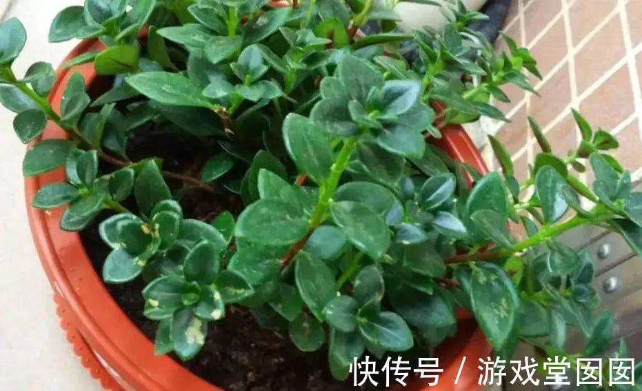 给花喷点它，叶片油绿茂密，花苞嘟噜噜冒出来