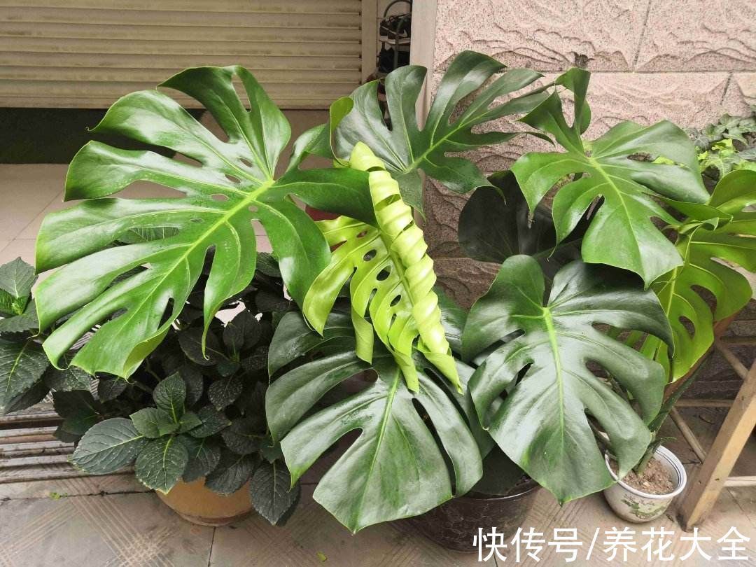 大叶子花|5种大叶子花千万别错过,气质十足有格调,放在家里很吉祥