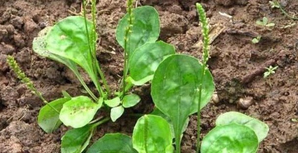 蟾蜍草|农村不起眼的3种野草，治疗咳嗽是一绝，很多人不知晓