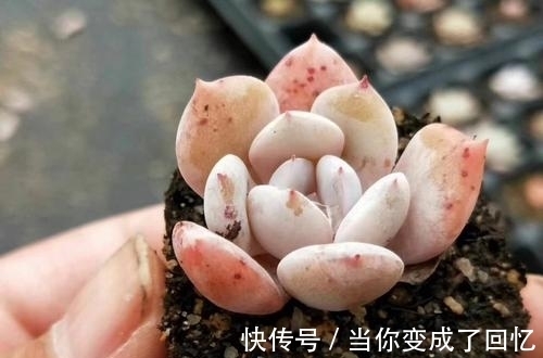 叶插多肉不出芽?掌握几个要点,出芽率高达90%以上!