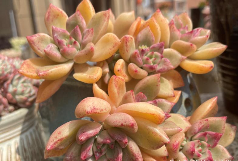 多肉|多肉璀璨,冬天真的璀璨夺目——不仅叶片能变金黄色,还会出血斑