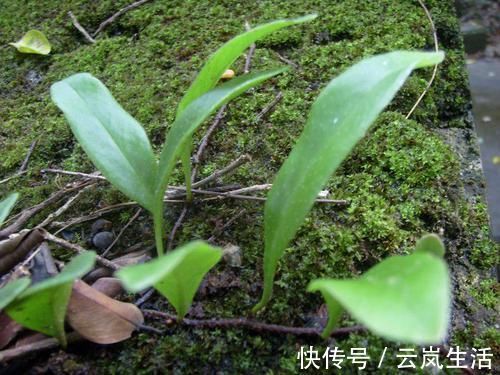 止咳|这种不起眼的小草，却有润肺止咳的功效，感冒小伙伴的最爱！