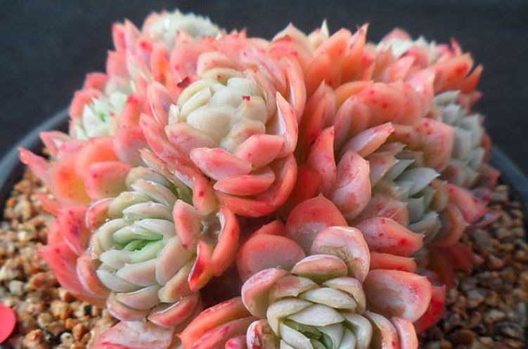 贝瑞|冰梅和双子贝瑞,一直分不清的2种多肉,养过才知道起码有4点区别