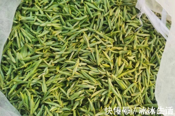 采摘工|媲美马尔代夫，这两天千岛湖超美的湖上茶园采茶忙