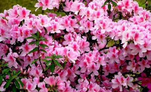 公认难养的4种花,新手选择要慎重,能养好的都是高手!