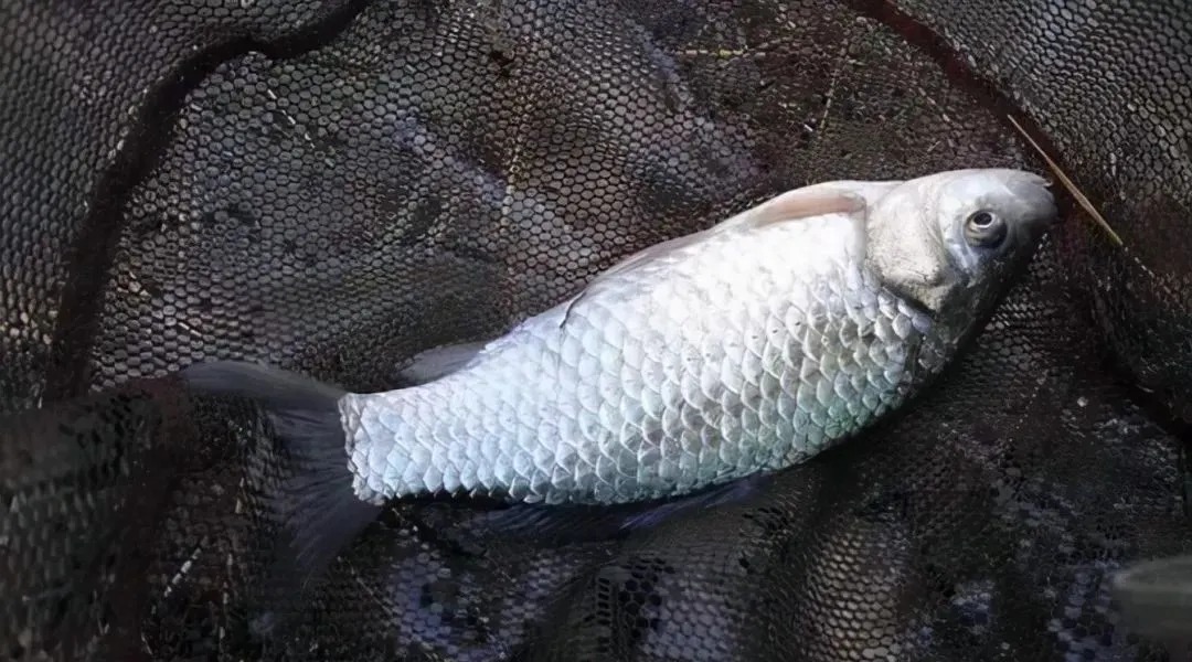 钓鱼|冬季钓鲫鱼,钓深还是钓浅?选错就是浪费窝料浪费钱