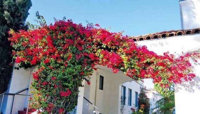 被誉为|此花一开就是上千朵,被誉为最美爬藤花卉,不吃肉也要种上一盆