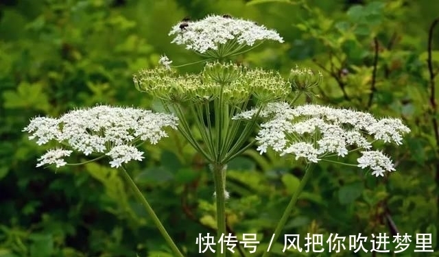 农村|农村常见的野草竟然是宝贝,泡酒能舒筋活血,俗称“长生草”