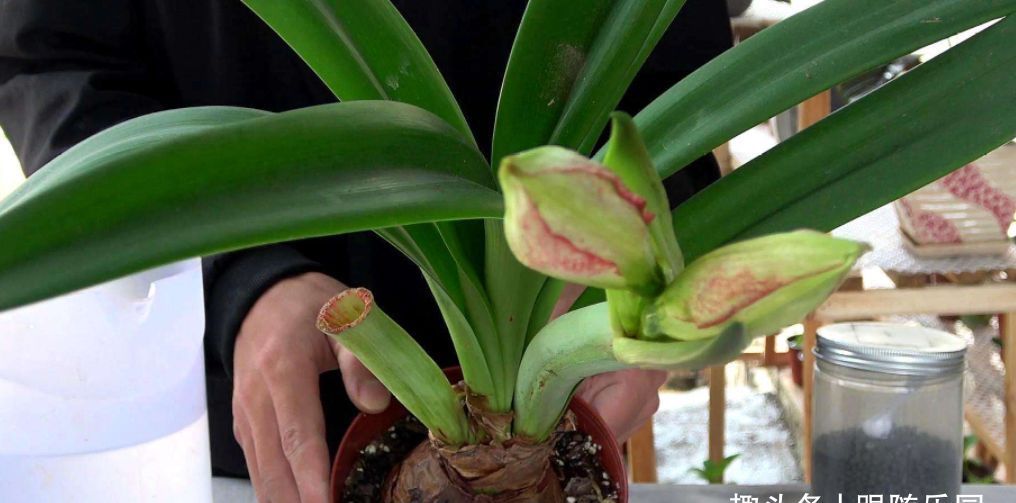 花大色|开败的朱顶红别扔！太浪费！教你这样做，花大色艳花量多！真吸睛