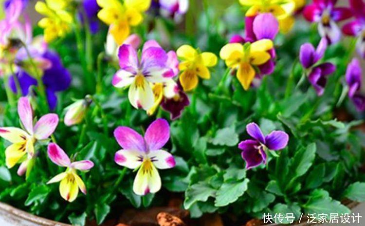 4种花,扔土里就能开花,浇水越多开花越多,美爆一整夏!