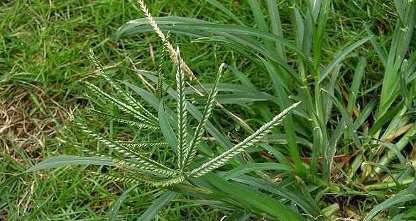 祛湿|忠告路边遇见此野草，一定要拔回家，功效多，看到就是赚到
