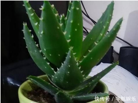 聪明人养花只养这4种，吸甲醛，净空气，客厅养1盆，全家健康